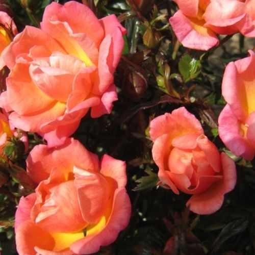 Różowy - róże miniaturowe
